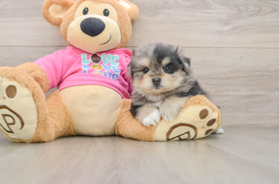 Small Maltipom Baby