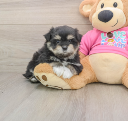 5 week old Maltipom Puppy For Sale - Seaside Pups