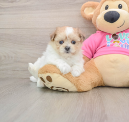 5 week old Maltipom Puppy For Sale - Seaside Pups