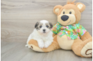 Maltipom Puppy for Adoption