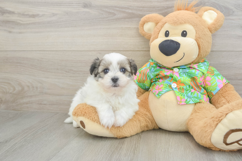 Maltipom Puppy for Adoption