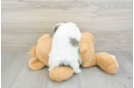 Maltipom Pup Being Cute