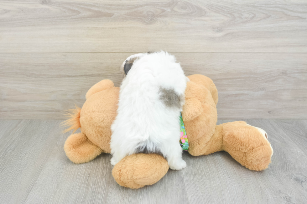Maltipom Pup Being Cute