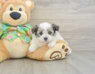 5 week old Maltipom Puppy For Sale - Seaside Pups