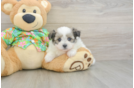 Best Maltipom Baby