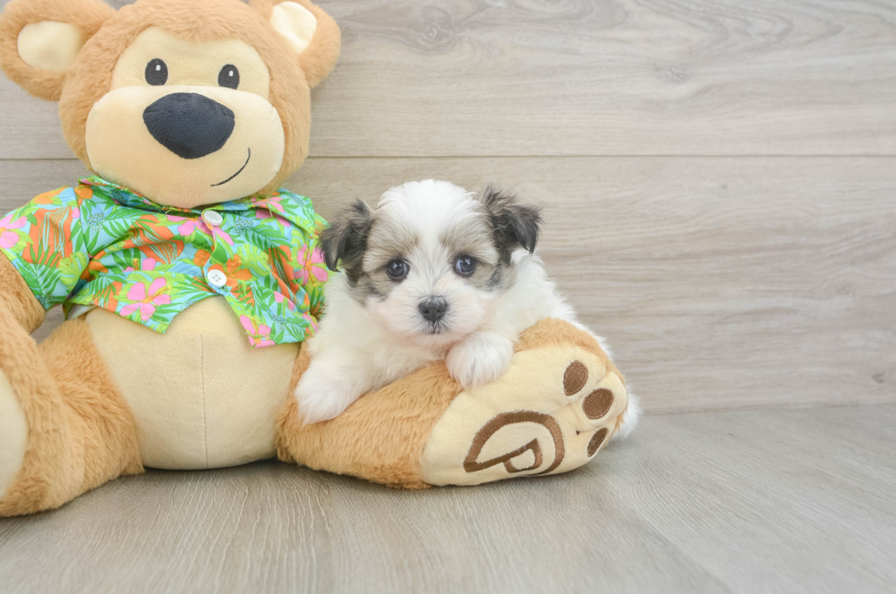 5 week old Maltipom Puppy For Sale - Seaside Pups