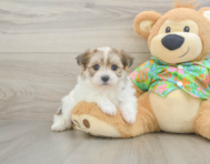 5 week old Maltipom Puppy For Sale - Seaside Pups