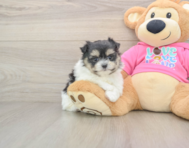 5 week old Maltipom Puppy For Sale - Seaside Pups