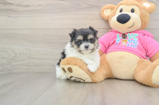 Petite Maltipom Designer Pup