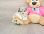 5 week old Maltipom Puppy For Sale - Seaside Pups