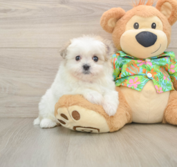 6 week old Maltipom Puppy For Sale - Seaside Pups