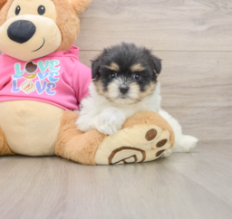 5 week old Maltipom Puppy For Sale - Seaside Pups
