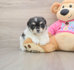 5 week old Maltipom Puppy For Sale - Seaside Pups