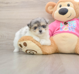 7 week old Maltipom Puppy For Sale - Seaside Pups