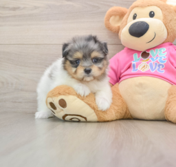 5 week old Maltipom Puppy For Sale - Seaside Pups