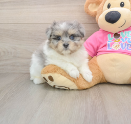 6 week old Maltipom Puppy For Sale - Seaside Pups