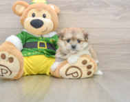 5 week old Maltipom Puppy For Sale - Seaside Pups