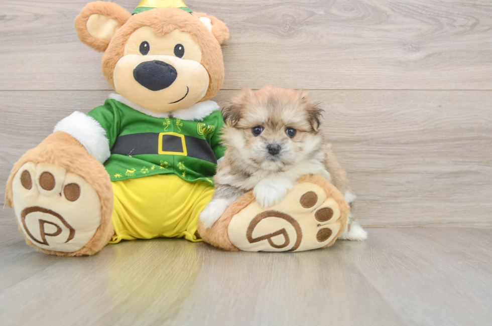 5 week old Maltipom Puppy For Sale - Seaside Pups