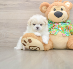 5 week old Maltipom Puppy For Sale - Seaside Pups