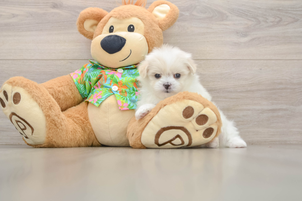 Friendly Maltipom Baby