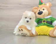 5 week old Maltipom Puppy For Sale - Seaside Pups