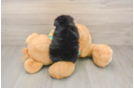 Maltipom Puppy for Adoption