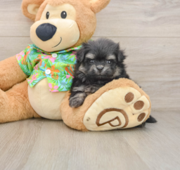 5 week old Maltipom Puppy For Sale - Seaside Pups