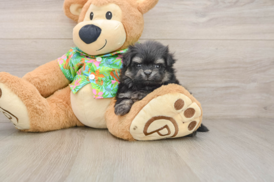 Popular Maltipom Designer Pup