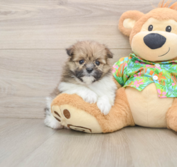 5 week old Maltipom Puppy For Sale - Seaside Pups