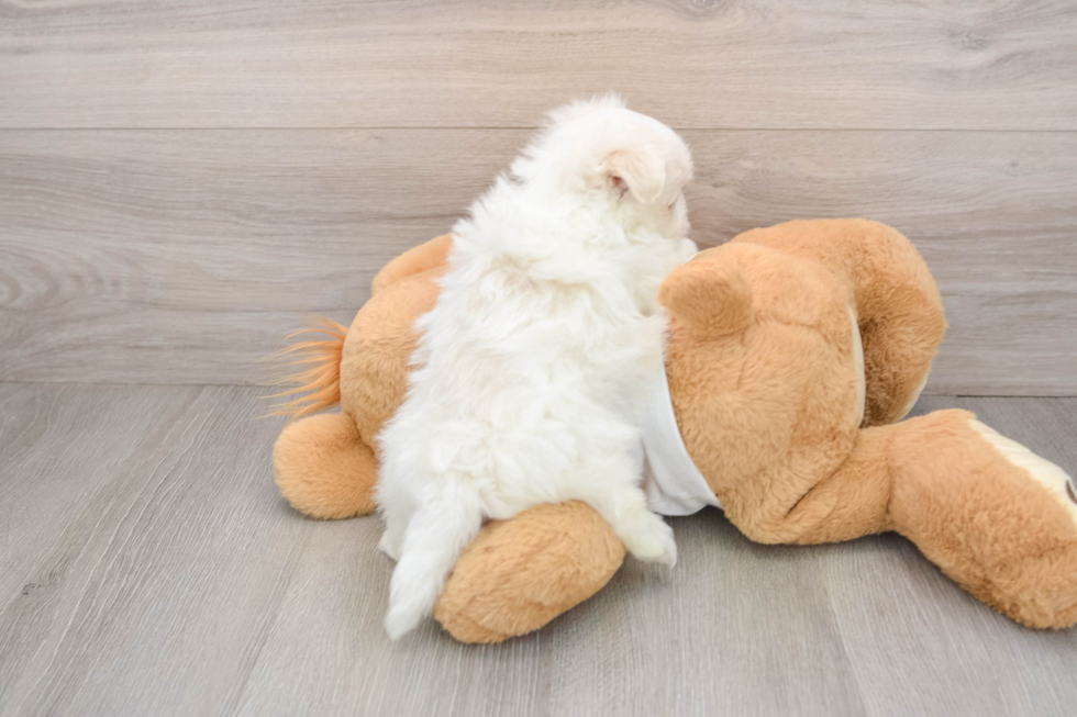 Maltipom Pup Being Cute