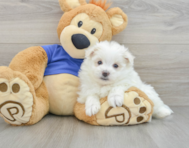 7 week old Maltipom Puppy For Sale - Seaside Pups