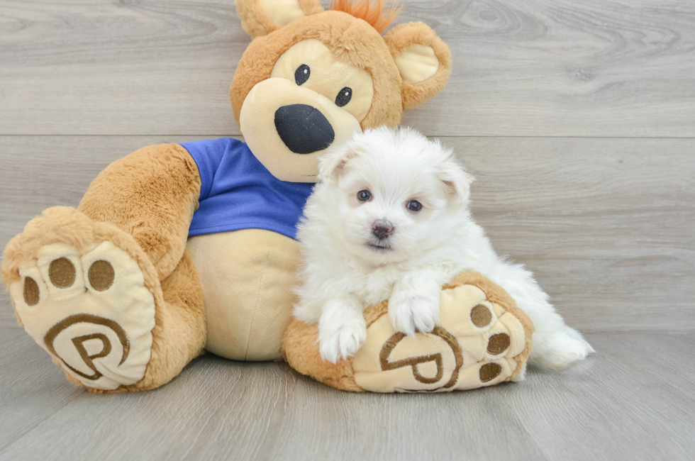 5 week old Maltipom Puppy For Sale - Seaside Pups