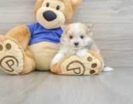 5 week old Maltipom Puppy For Sale - Seaside Pups