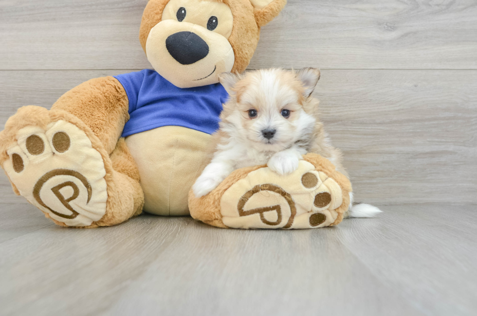 5 week old Maltipom Puppy For Sale - Seaside Pups