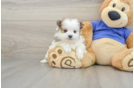 Maltipom Puppy for Adoption