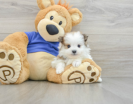 5 week old Maltipom Puppy For Sale - Seaside Pups