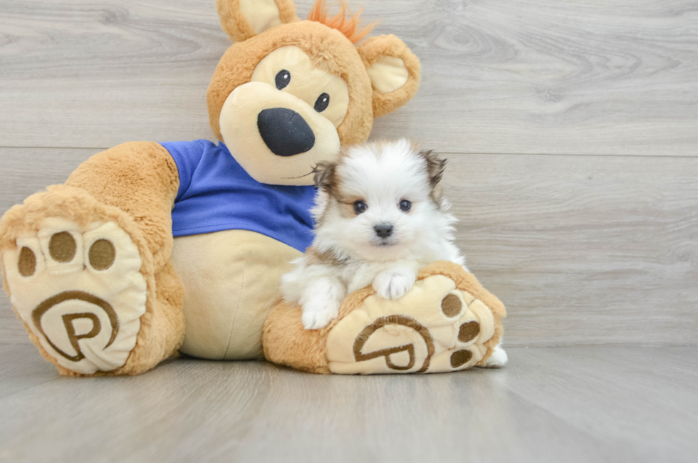 5 week old Maltipom Puppy For Sale - Seaside Pups