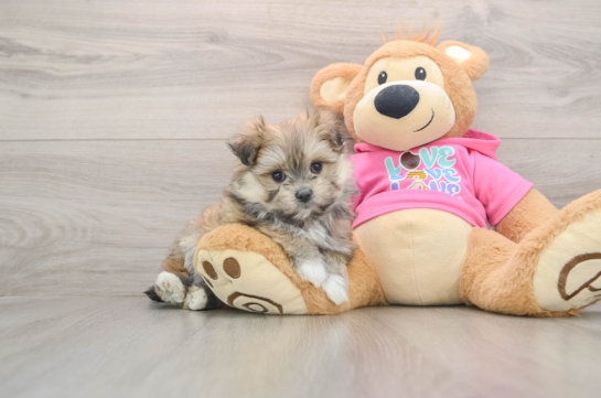 Little Maltese Pom Designer Puppy