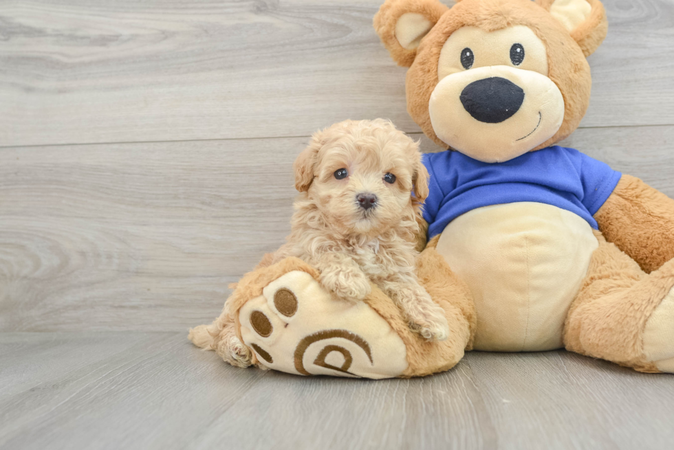 Cute Maltipoo Adolfo: 1lb 6oz Doodle Puppy