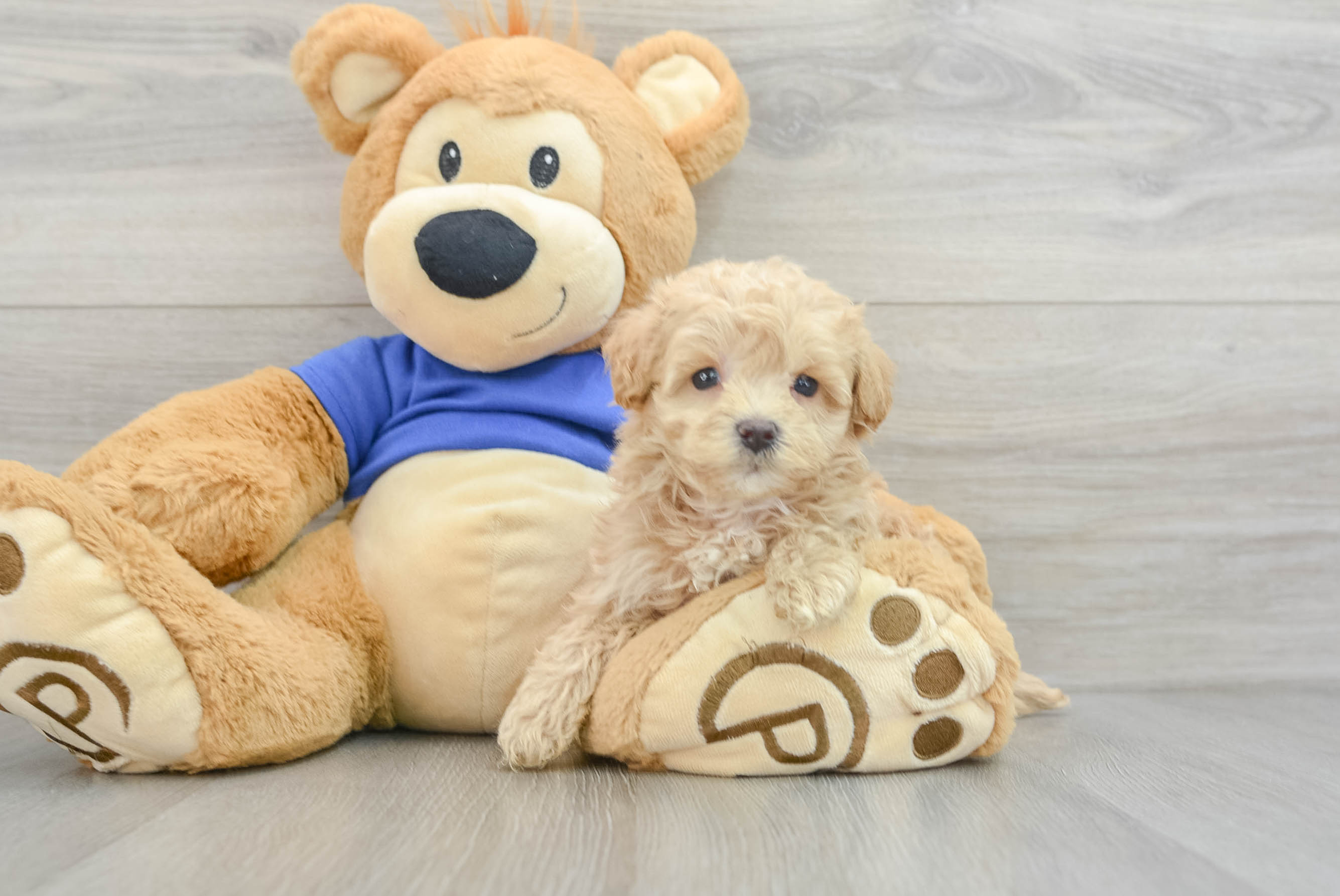 Maltipoo Adolfo: 1lb 6oz Doodle Puppy