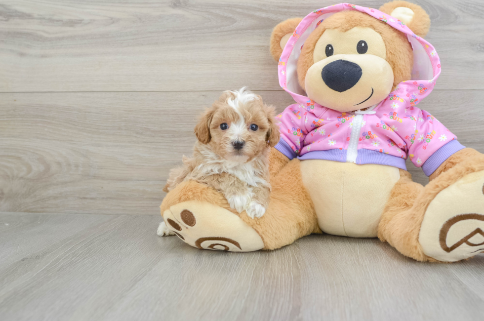 5 week old Maltipoo Puppy For Sale - Seaside Pups