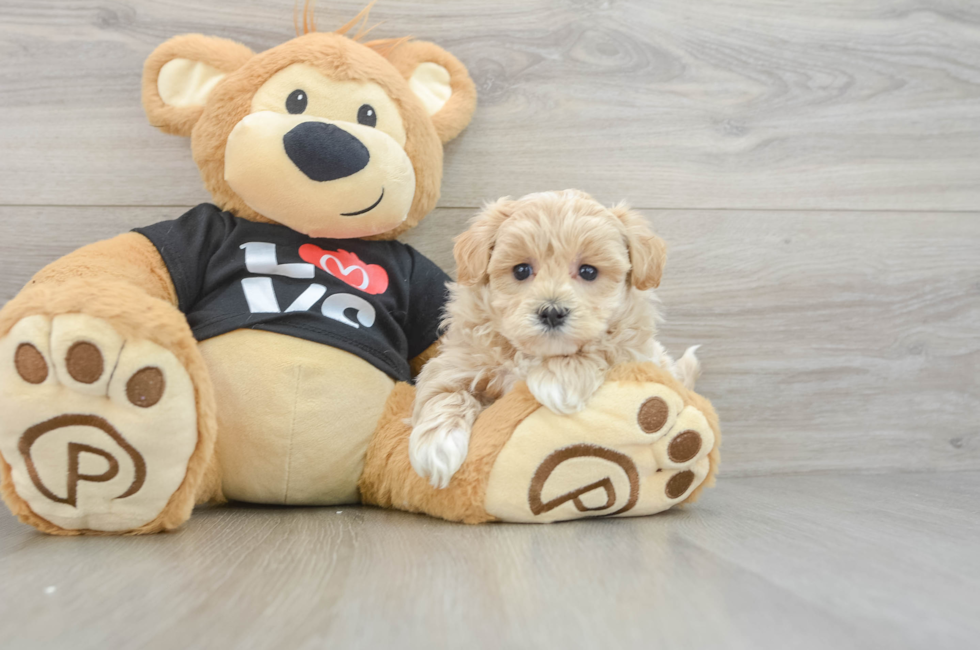 5 week old Maltipoo Puppy For Sale - Seaside Pups