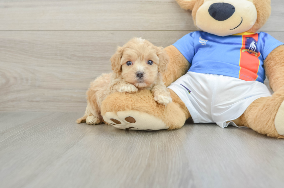 5 week old Maltipoo Puppy For Sale - Seaside Pups