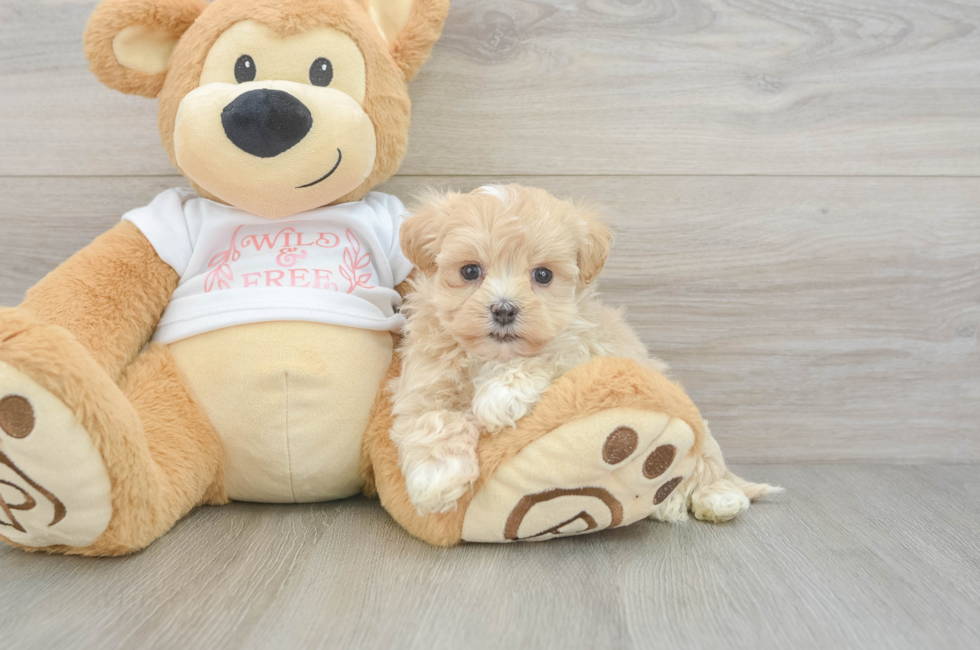 5 week old Maltipoo Puppy For Sale - Seaside Pups