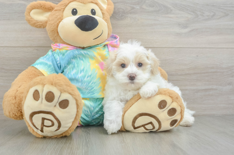 5 week old Maltipoo Puppy For Sale - Seaside Pups