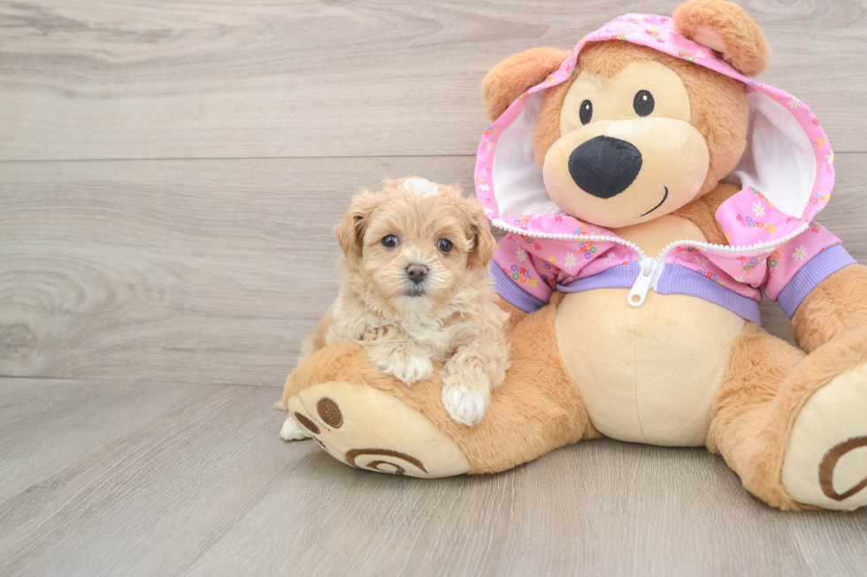 Maltipoo Pup Being Cute