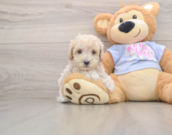 8 week old Maltipoo Puppy For Sale - Seaside Pups