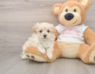 8 week old Maltipoo Puppy For Sale - Seaside Pups