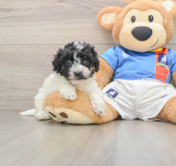 6 week old Maltipoo Puppy For Sale - Seaside Pups