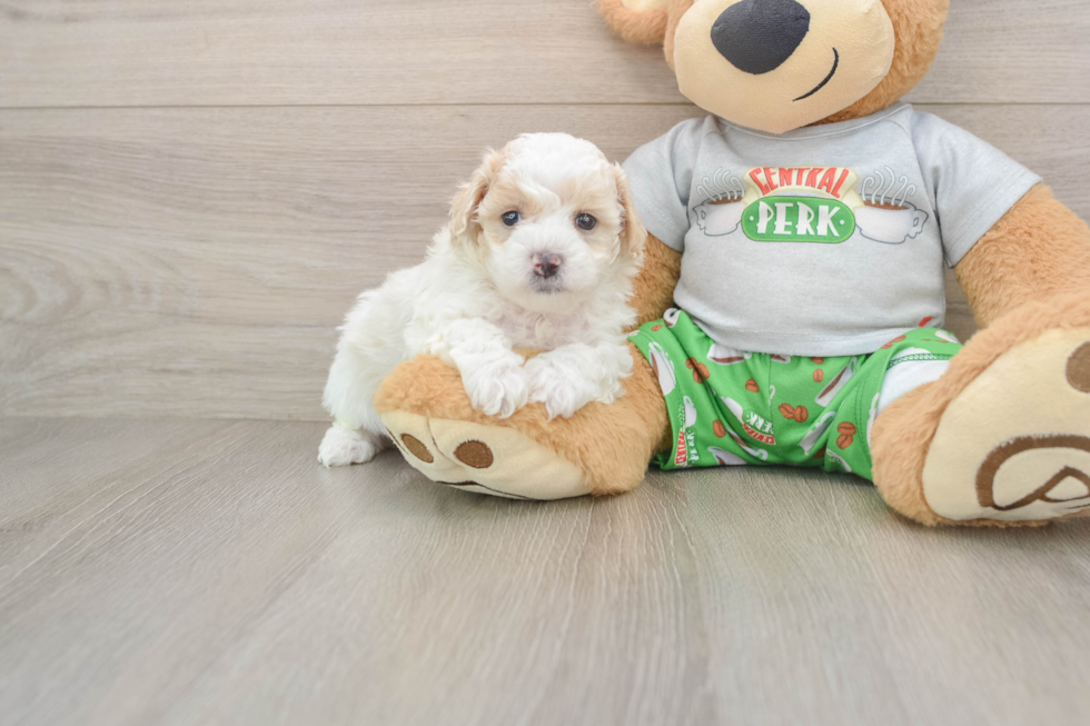 Cute Maltipoo Baby